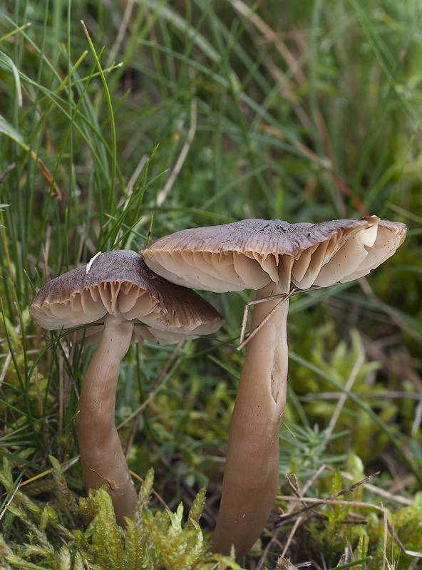 Hygrocybe nitrata